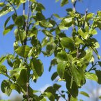 Ebenovník rajčiakový (Diospyros kaki) HURMIKAKI ´MUSCAT´– výška 150–170 cm, obvod kmeňa 4/6 cm, kont. C10L (-18°C)